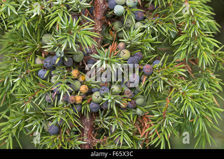 Le genévrier commun, de baies de genièvre baies, Gewöhnlicher Wacholder, Wacholderbeeren, Früchte, genévrier commun Juniperus communis, Banque D'Images