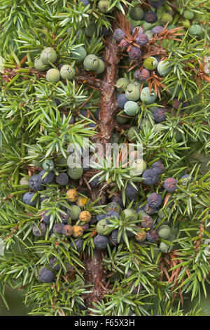 Le genévrier commun, de baies de genièvre baies, Gewöhnlicher Wacholder, Wacholderbeeren, Früchte, genévrier commun Juniperus communis, Banque D'Images