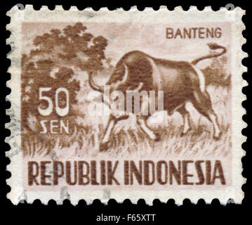 Indonésie - circa 1956 : timbres en Indonésie, spectacles Bos, série banteng Animaux, vers 1956 Banque D'Images