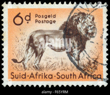 Afrique du Sud - circa 1954 : timbres en Afrique du Lion, vers 1954 Banque D'Images