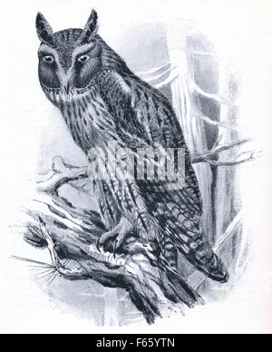 Le hibou moyen-duc - Asio otus - une illustration de l'ouvrage sur les oiseaux, Budapest, Hongrie, 1908 Banque D'Images