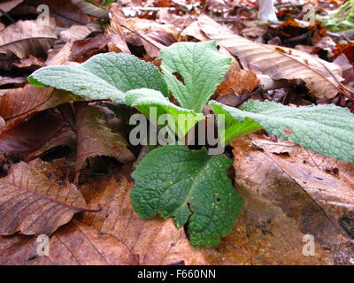 Close up of a young foxglove plante poussant à travers les feuilles d'automne qui sont brunes sweet chestnut feuilles. Banque D'Images