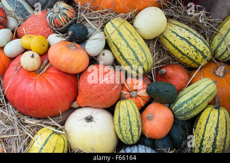 Citrouilles, Courges et gourdes Afficher Banque D'Images