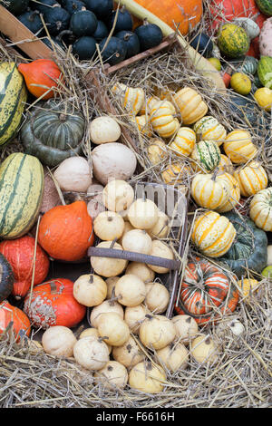 Citrouilles, Courges et gourdes Afficher Banque D'Images