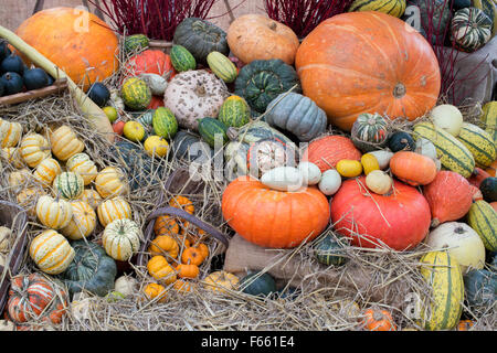 Citrouilles, Courges et gourdes Afficher Banque D'Images