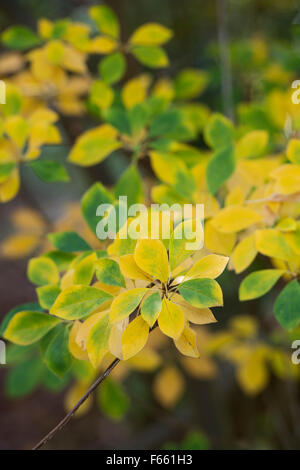 Enkianthus campanulatus. Redvein enkianthus les feuilles des arbres changent de couleur en automne Banque D'Images