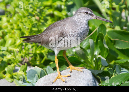 Le Gris-tailed tattler (Heteroscelus brevipes) sur une côte de l'océan de pierre. Banque D'Images