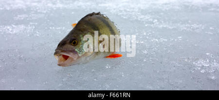 La pêche d'hiver sur la mer Baltique. Banque D'Images