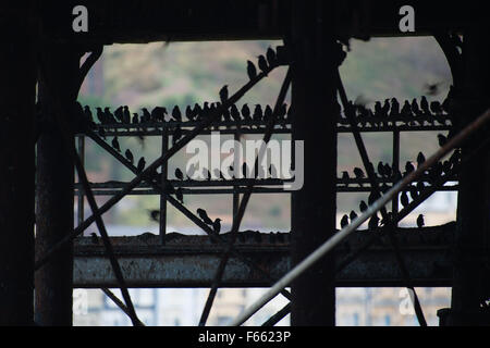 Aberystwyth, Pays de Galles, Royaume-Uni. 12 novembre, 2015. Certains des milliers d'étourneaux en silhouette se percher dans Aberystwyth pier chaque soir entre octobre et mars, des dizaines de milliers d'oiseaux voler dans d'énormes murmurations dans le ciel au-dessus de la ville avant de s'installer au perchoir pour la nuit sur les jambes de fer de fonte de la Victorian station pier. Aberystwyth est l'un des rares gîtes starling urbaine au Royaume-Uni Crédit : Keith morris/Alamy Live News Banque D'Images