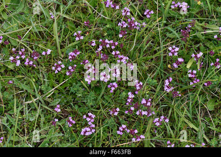 Le thym sauvage, Thymus serpyllum, la floraison en bref downland herbage, Berkshire, juin Banque D'Images
