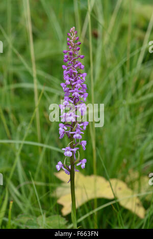 Flowerhead Ouverture d'une orchidée parfumée, Gymnadenia conopsea, sur la craie downland, Berkshire, juin Banque D'Images