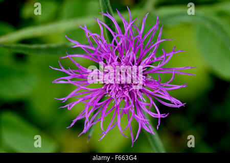 La centaurée, Centaurea scabiosa plus, fleur pourpre, Berkshire, juin Banque D'Images