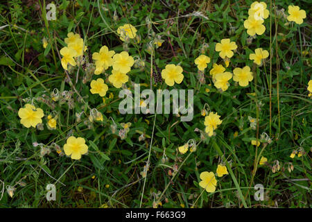 Rock commun-rose, Helianthemum nummularium, la floraison sur la craie downland, Berkshire Juin Banque D'Images