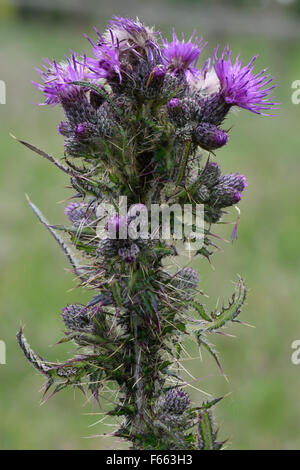 Fleurs violettes d'un marais, chardon Cirsium palustre, de hauteur verticale à l'aide de feuilles piquantes, Berkshire, juin Banque D'Images