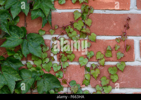 Les jeunes feuilles vertes et rouges à partir d'une plante de lierre de Boston, du Parthenocissus tricuspidata, cliging à un mur de briques, juin Banque D'Images