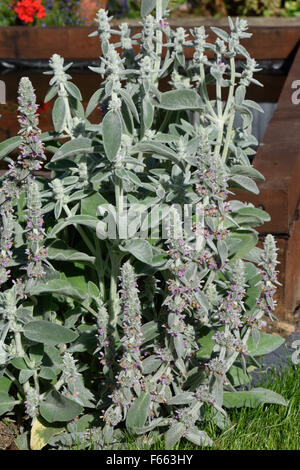 Le chénopode, oreille ou Stachys byzantina lanata, aornamental velues floraison des plantes de jardin, Berkshire, Juillet Banque D'Images