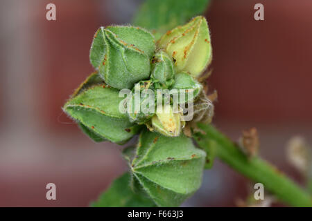 La mauve la rouille, Puccinia malvacearum, pustules sur les boutons de rose trémière, Alcea rosea, Berkshire, Août Banque D'Images