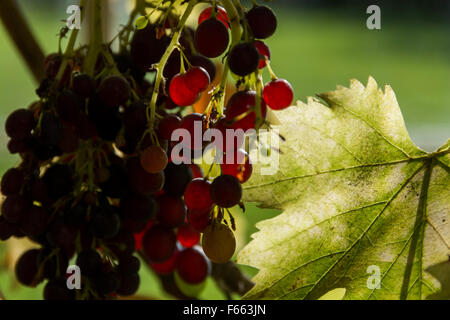 Grapes growing dans le sud de l'Angleterre Banque D'Images