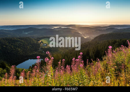 Voir l'Est en direction de Feldsee Feldberg, Forêt Noire, Bade-Wurtemberg, Allemagne Banque D'Images