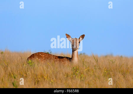 Fallow deer (Cervus dama / Dama dama) doe dans champ de blé en été Banque D'Images
