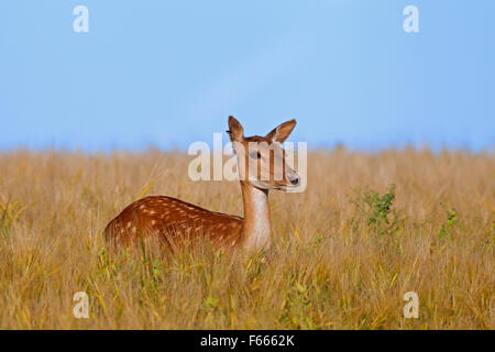 Fallow deer (Cervus dama / Dama dama) doe dans champ de blé en été Banque D'Images