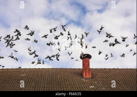 Pigeons (Columba livia domestica), volant au-dessus de toit, Bavière, Allemagne Banque D'Images