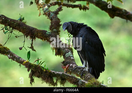 Urubu noir américain (Coragyps atratus) perché dans l'arbre, l'Amérique centrale Banque D'Images