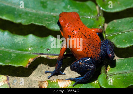 Jean bleu poison dart frog / strawberry poison frog / fraise-poison dart frog (Oophaga pumilio / Dendrobates pumilio) Banque D'Images