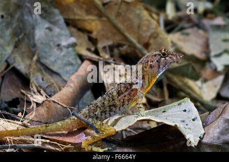 Anole anole brun / Golfo-Dulce (Norops polylepis / Anolis polylepis) montrant les couleurs de camouflage dans la litière, le Costa Rica Banque D'Images