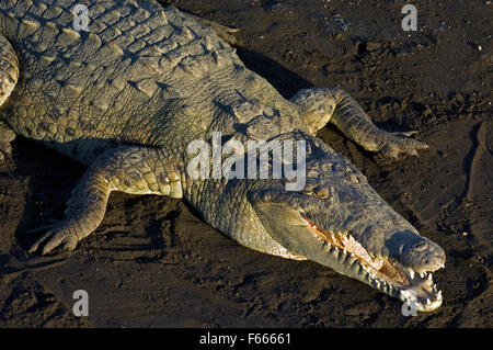 Crocodile (Crocodylus acutus) reposant sur une rivière avec la bouche ouverte pour se réchauffer béant Banque D'Images