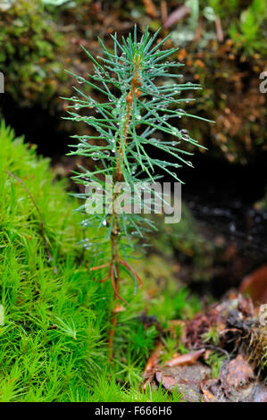 L'épinette de Norvège (Picea abies), de plus en plus parmi des semis dans la forêt Darßer moss, Poméranie occidentale Lagoon Salon National Park Banque D'Images