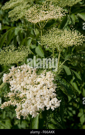 Les fleurs blanches cluster, Sambucus nigra arbuste floraison des plantes médicinales dans la famille Adoxaceae, arbre à feuilles caduques... Banque D'Images