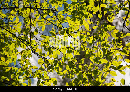 La lumière du soleil de printemps sur le feuillage de l'arbre libre, lumineuse, ensoleillée feuilles vertes couleurs vibrantes croître en Pologne, Europe, ramilles décidues... Banque D'Images