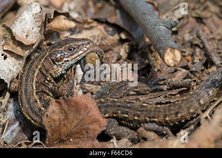 Lézard (Zootoca vivipara commun) Banque D'Images