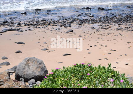 Magnifiques fleurs roses poussant naturellement sur la plage, de l'Australie Banque D'Images