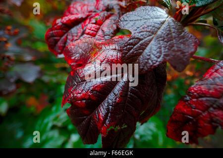 Chêne teinté rouge hortensia à feuilles feuilles. Banque D'Images