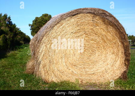 Une grande balle de foin sur l'herbe Banque D'Images