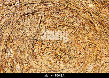 Close up d'un grand foin balles Banque D'Images