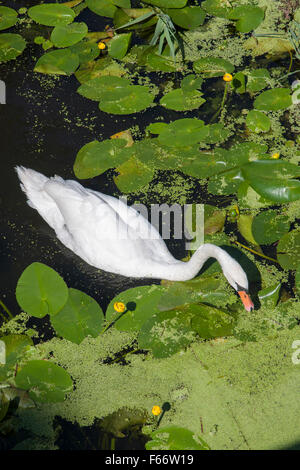 Cygne muet, Cygnus olor, wittenhagen feldberger seenlandschaft, 102, district, mecklenburg-vorpommern Banque D'Images