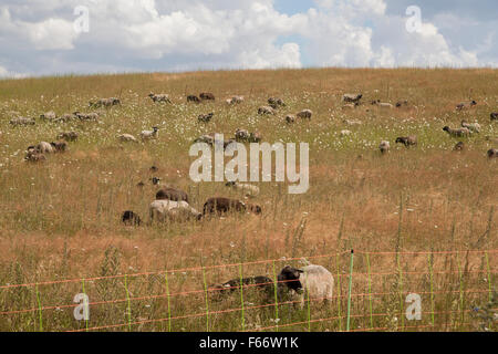 Troupeau de moutons dans un pré, l'été, carwitz feldberger seenlandschaft, plaque de lac mecklembourgeoise, mecklenburg-vorpommern Banque D'Images