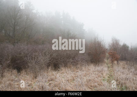 Du brouillard en hiver, hüttenberg, feldberger seenlandschaft, plaque de lac mecklembourgeoise district, mecklenburg-vorpommern, Allemagne Banque D'Images