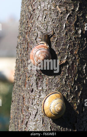 Grove escargots (Cepaea nemoralis) sur un tronc d'un arbre, mecklenburg-vorpommern, Allemagne Banque D'Images