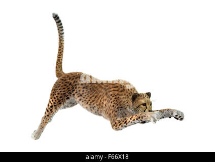 Numérique 3D render of a big cat cheetah hunting isolé sur fond blanc Banque D'Images