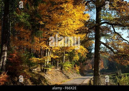 Buchenwald, Herbst, Herbstblaetter ; Banque D'Images