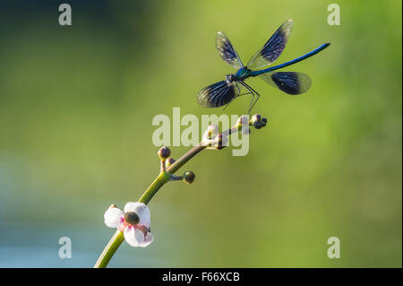 Demoiselle calopteryx splendens, bagués Banque D'Images