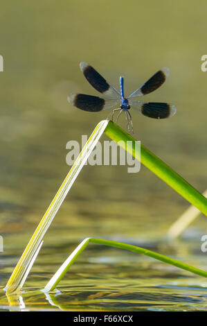 Demoiselle calopteryx splendens, bagués Banque D'Images