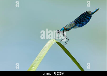 Demoiselle calopteryx splendens, bagués Banque D'Images