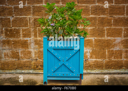 Des plantes en plein air isolé sur un fond de mur Banque D'Images