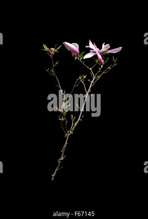 Direction générale de la magnolia avec fleurs et feuilles isolées sur noir. Banque D'Images