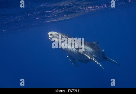 Humpback Whale calf, Vava'u, Tonga Banque D'Images